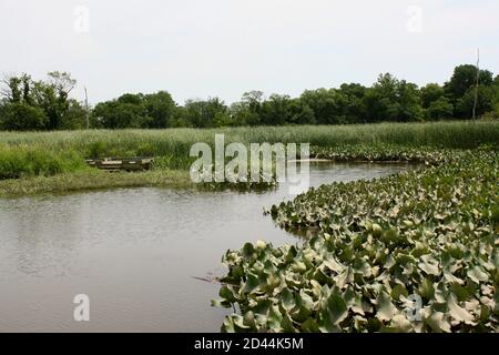 Vista di una palude d'acqua dolce al Russell W. Peterson Urban Wildlife Refuge di Wilmington, Delaware Foto Stock