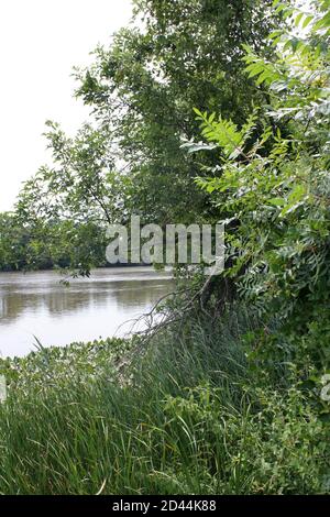 Guardando attraverso il fogliame dell'albero al fiume Christiana a Wilmington, Delaware Foto Stock