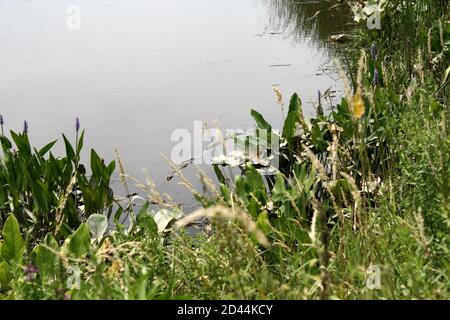 Il litorale di una palude d'acqua dolce al Russell W. Peterson Urban Wildlife Refuge a Wilmington, Delaware Foto Stock