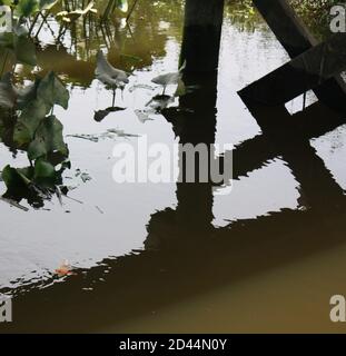 Primo piano di un bacino di allevamento in una palude d'acqua dolce al Russell W. Peterson Urban Wildlife Refuge di Wilmington, Delaware Foto Stock