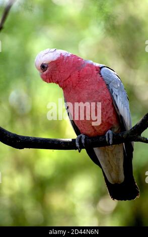 Una Galah australiana che tiene d'occhio le cose dal suo perch in un albero vicino alla Mullum Mullum Creek Reserve a Victoria, Australia. Foto Stock