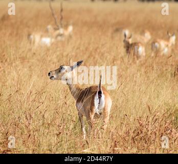 Fuoco selettivo colpo di bucks selvatici che pascolano sulle erbe Al Parco Nazionale di Velavadar Foto Stock