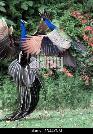 Two peacocks fight in a park in the Indian capital New Delhi April 11, 2001. The peacock, designated by the government as India's national bird, is one of 1,288 species of birds that live across the country.