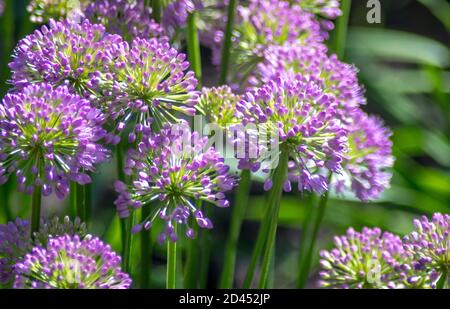 Bellissimi fiori viola con punte chiamate allio viola Foto Stock