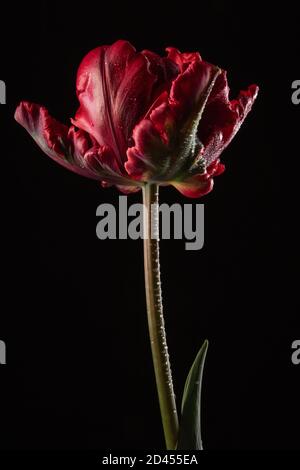 Tulipano rosso sbucciato in gocce d'acqua retroilluminata su a. sfondo nero Foto Stock