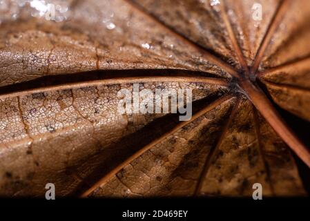 Autunno è lei, primo piano autunno foglia e texture, macro girato in studio su sfondo nero Foto Stock