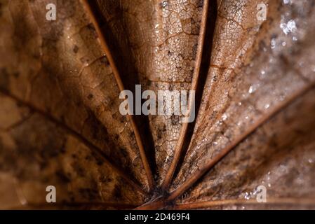 Autunno è lei, primo piano autunno foglia e texture, macro girato in studio su sfondo nero Foto Stock