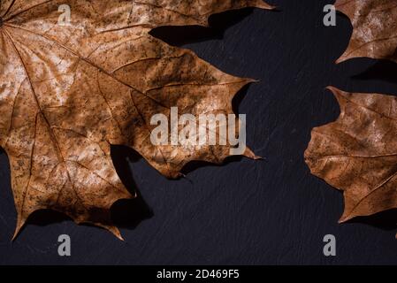 Autunno è lei, primo piano autunno foglia e texture, macro girato in studio su sfondo nero Foto Stock