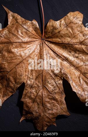 Autunno è lei, primo piano autunno foglia e texture, macro girato in studio su sfondo nero Foto Stock