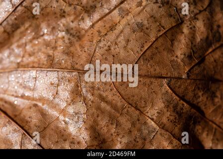 Autunno è lei, primo piano autunno foglia e texture, macro girato in studio su sfondo nero Foto Stock