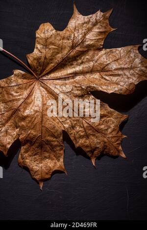 Autunno è lei, primo piano autunno foglia e texture, macro girato in studio su sfondo nero Foto Stock