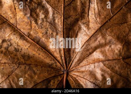 Autunno è lei, primo piano autunno foglia e texture, macro girato in studio su sfondo nero Foto Stock