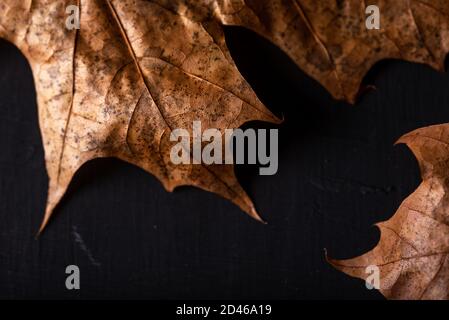 Autunno è lei, primo piano autunno foglia e texture, macro girato in studio su sfondo nero Foto Stock