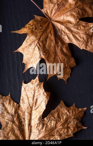 Autunno è lei, primo piano autunno foglia e texture, macro girato in studio su sfondo nero Foto Stock