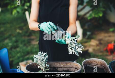 Mani di donna che indossano guanti da giardinaggio che tengono oregano in  vaso (Oliena Foto stock - Alamy