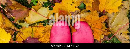 wellingtons rosa tra leaves.rubber stivali di un bambino in un prato dopo una pioggia su un concetto tempestoso autunno day.seasonal. stivali di gomma su giallo caduto Foto Stock