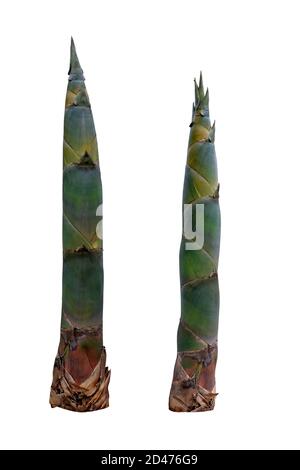 Bamboo germogli isolati su sfondo bianco con Clipping Path Foto Stock