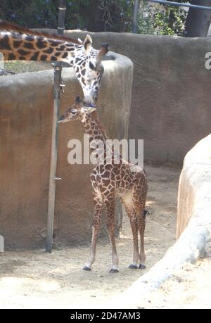 Los Angeles, California, USA 8 ottobre 2020 UN nuovo Masai maschio Giraffe, nato il 4 ottobre, del peso di 154 libbre, il suo primo giorno al pubblico con sua madre a LA Zoo l'8 ottobre 2020 a Los Angeles, California, USA. Foto di Barry King/Alamy Live News Foto Stock