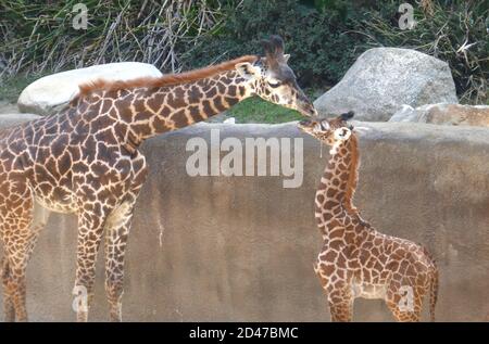 Los Angeles, California, USA 8 ottobre 2020 UN nuovo Masai maschio Giraffe, nato il 4 ottobre, del peso di 154 libbre, il suo primo giorno al pubblico con sua madre a LA Zoo l'8 ottobre 2020 a Los Angeles, California, USA. Foto di Barry King/Alamy Live News Foto Stock