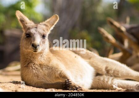 Canguro grigio orientale che giace sul pavimento e guardando la macchina fotografica, allo zoo di Gerusalemme, Israele Foto Stock