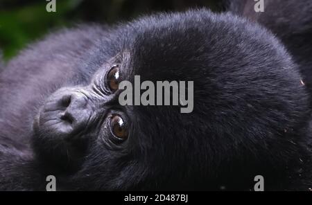 Un piccolo gorilla di montagna (Gorilla beringei beringei) si rilassa con la madre. Solo 1,000 gorilla di montagna rimangono in Uganda, Ruanda e la Demo Foto Stock