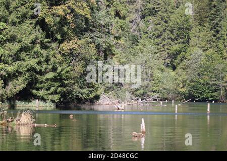 Paesaggio del Lago Rosso, Carpazi Montani, Romania, Bicaz Area Foto Stock