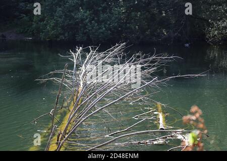 Paesaggio del Lago Rosso, Carpazi Montani, Romania, Bicaz Area Foto Stock