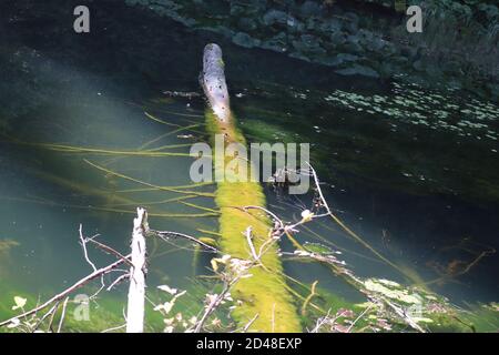 Paesaggio del Lago Rosso, Carpazi Montani, Romania, Bicaz Area Foto Stock