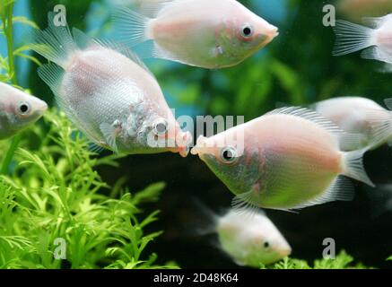 freshwater fish pet store