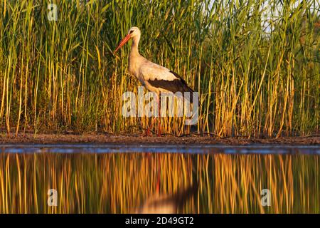 la cicogna bianca al tramonto si erge sul bordo dell'acqua Foto Stock