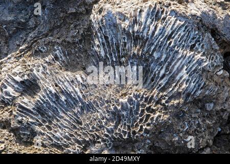 Spiaggia senza nome di roccia vulcanica o Igneous sulla costa di Taiwan, Cina Foto Stock