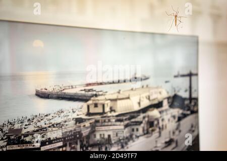 Crane Fly è un nome comune che si riferisce a qualsiasi membro della famiglia di insetti Tipulidae, dell'ordine Diptera, vere mosche nella superfamiglia Tipuloidea. An Foto Stock