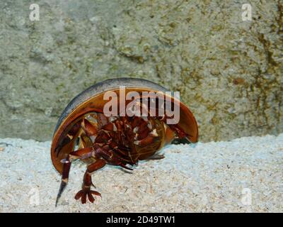Granchio Atlantico a ferro di cavallo, limulus polifemo Foto Stock