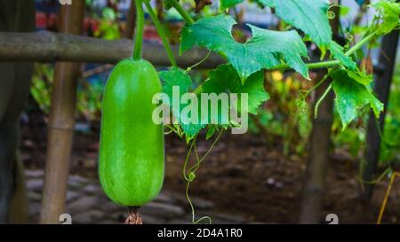 Chalkumra/Jali Nome inglese del gourd di Ash/ gourd bianco, Nome botanico Benincasahispida B. carifea. Foto Stock