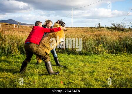 Ardara, Contea di Donegal, Irlanda 8 ottobre 2020. Allevatore di ovini e il suo partner cercano di prendere in mano un montone per portarlo al mercato. Foto Stock