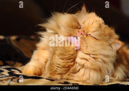 RAD il gatto persiano si lava e si lecca Foto Stock