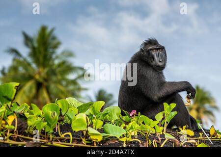 Le Celebes macaque crestato. Macaco nero crestato, macaco crestato di Sulawesi, macaco di celebes o la scimmia nera. Natura selvaggia. Habitat naturale. Sulawes Foto Stock