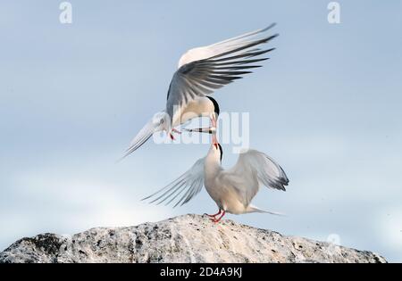 Corteggiamento rituale delle sterne durante la stagione di accoppiamento. Terms comuni che interagiscono. Le terns comuni degli adulti in luce del tramonto sullo sfondo del cielo. nam. Scientifico Foto Stock