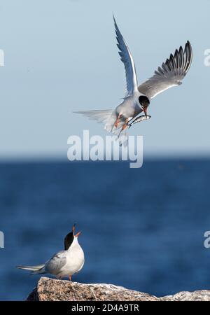 Corteggiamento rituale delle sterne durante la stagione di accoppiamento. Terns comuni che interagiscono in volo. Adulto comune terns in volo sul cielo e sfondo mare. SC Foto Stock