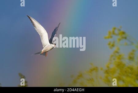 Una terna comune adulta in volo sull'arcobaleno e sullo sfondo del cielo blu. Nome scientifico: Sterna hirundo. Foto Stock