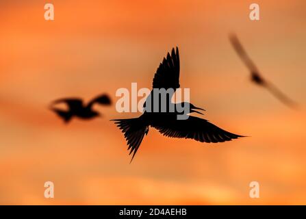 Silhouette di flying comune terna. Flying comune terna sullo sfondo del cielo del tramonto. Nome scientifico: Sterna hirundo. Foto Stock