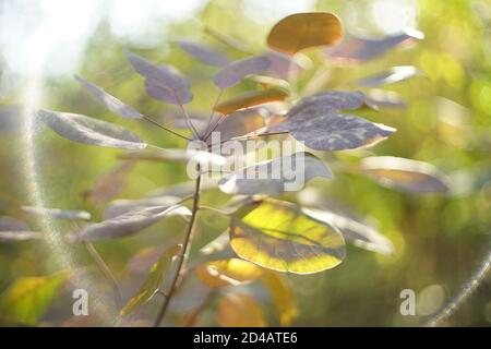 Belle foglie d'autunno sul ramo nella foresta d'autunno. Arte luce solare. Foto Stock