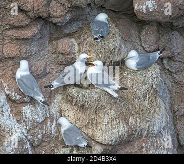 Una colonia di kittiwakes in Aberdeenshire sulla costa nord-orientale della Scozia UK. Foto Stock