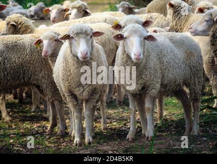 Gregge di pecore. Ovis aries. Foto Stock