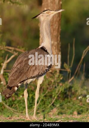 Un kori bustard (Ardeotis kori). Sinya Wildlife Management Area, Tanzania. Foto Stock
