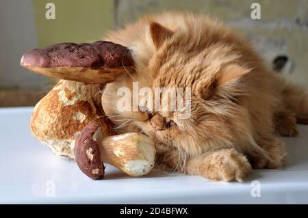 Gatto rosso sdraiato su un tavolo vicino ai funghi. Foto Stock
