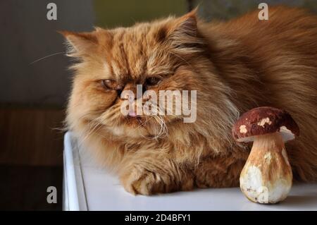 Gatto rosso sdraiato su un tavolo vicino ai funghi. Foto Stock
