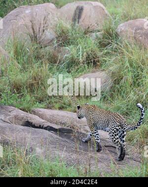 Un leopardo femminile (Panthera pardus) si avvicina alla sua den, mentre due cuccioli molto giovani sono al sicuro sotto le rocce. Parco Nazionale di Serengeti, Tanzania. Foto Stock