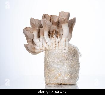 Pleurotus eryngii conosciuto come il fungo della tromba del re, il fungo del corno francese, il fungo dell'ostrica del re su bianco Foto Stock