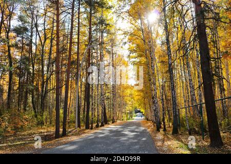 Estate indiana - un percorso asfaltato in un parco cittadino tra uccelli con fogliame giallo. Sfondo autunno. Foto Stock